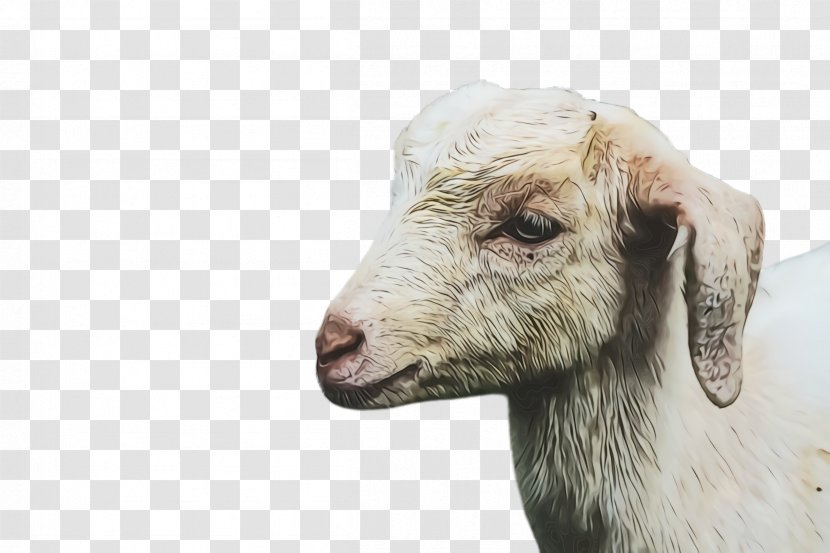Eid Ul Adha Sheep - Al - Goatantelope Cowgoat Family Transparent PNG