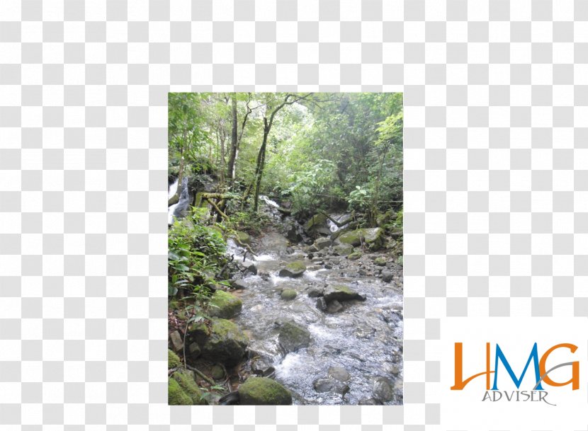 Nature Reserve Biome Flora Vegetation Water Resources - Ecosystem - Plant Transparent PNG