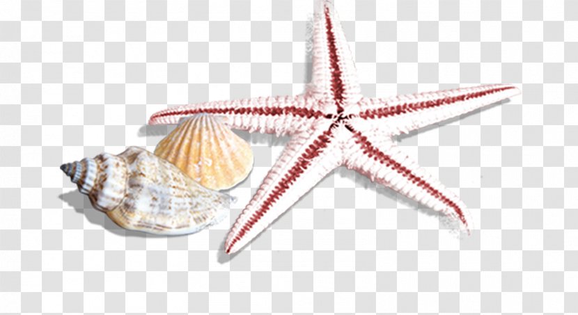Seashell Starfish Sea Snail Transparent PNG