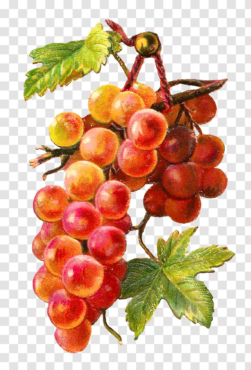Common Grape Vine Muscadine Clip Art - Berry Transparent PNG