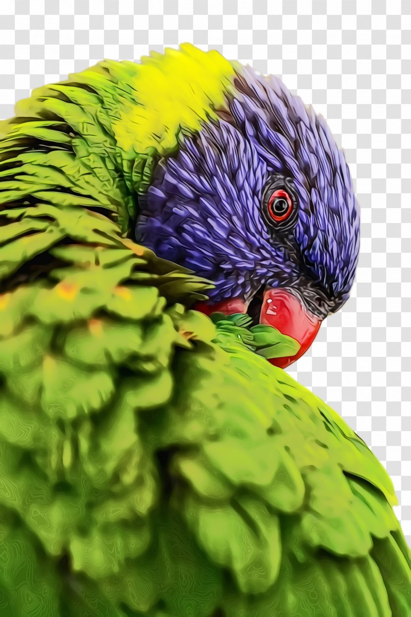 Colorful Background - Lorikeet Perico Transparent PNG