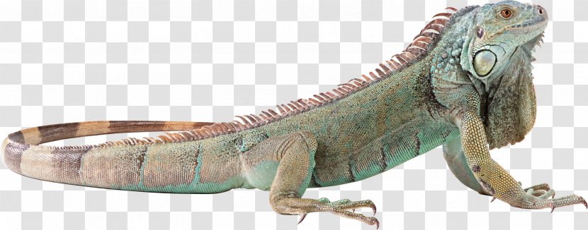Lizard Reptile Wallpaper - Fauna Transparent PNG