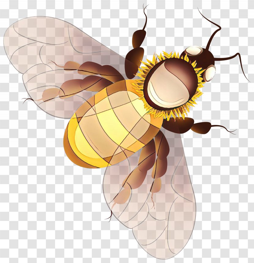 Insect Honeybee Bee Membrane-winged Fly - Wasp Pollinator Transparent PNG