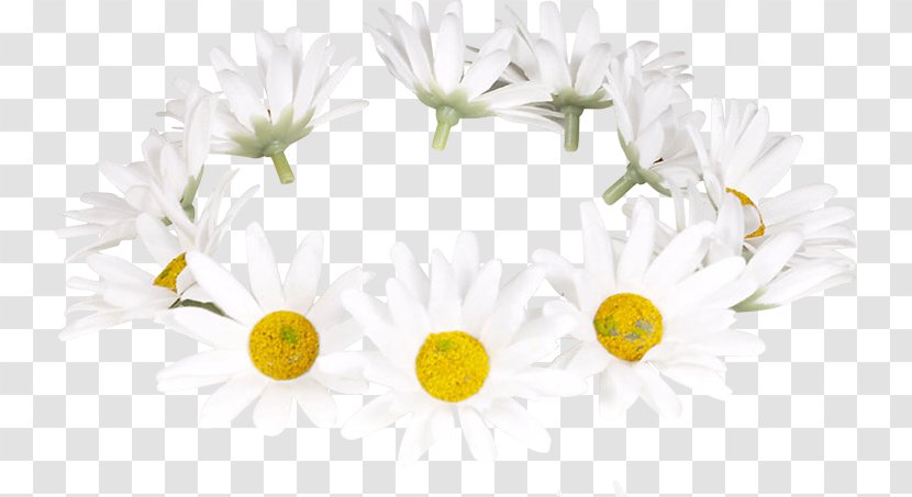 Floral Design Hug Love Bee Community - Chrysanthemum - Ромашки Transparent PNG