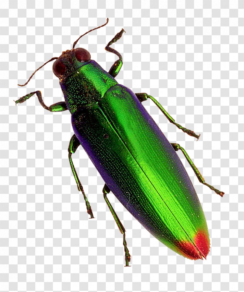Beetle - Animal - Transparency And Translucency Transparent PNG