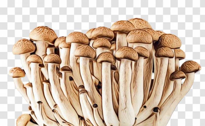 Mushroom Pleurotus Eryngii Champignon Mushroom Edible Mushroom Agaricaceae Transparent PNG