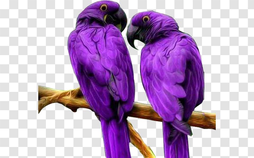 Bird Parrot Computer File - Beak - Purple Transparent PNG