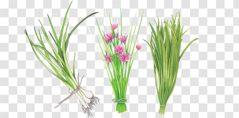 Sweet Grass Grasses Plant Stem Aquarium - Allium Fistulosum Transparent PNG