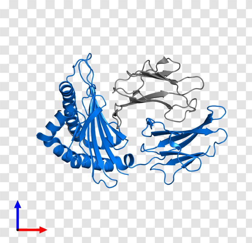 Human Leukocyte Antigen HLA-B HLA-DM MHC Class II Peptide - Major Histocompatibility Complex Transparent PNG