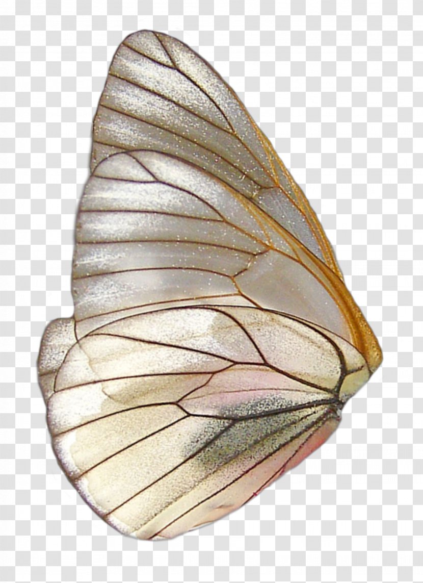 Fairy Wings Image Butterfly - Information Transparent PNG