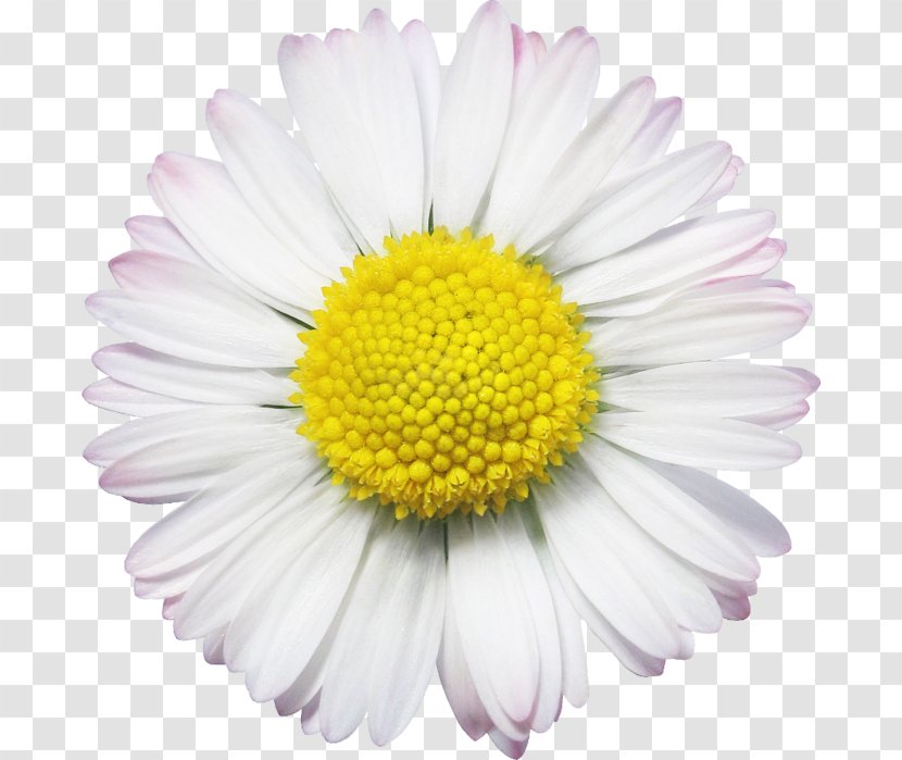 Oxeye Daisy Common Flower Chamomile Transparent PNG