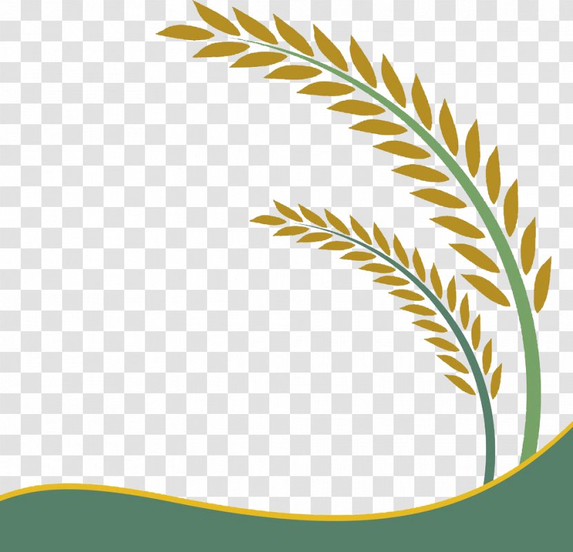 Paddy Field Oryza Sativa Rice Crop Clip Art - Leaf Vector Transparent PNG
