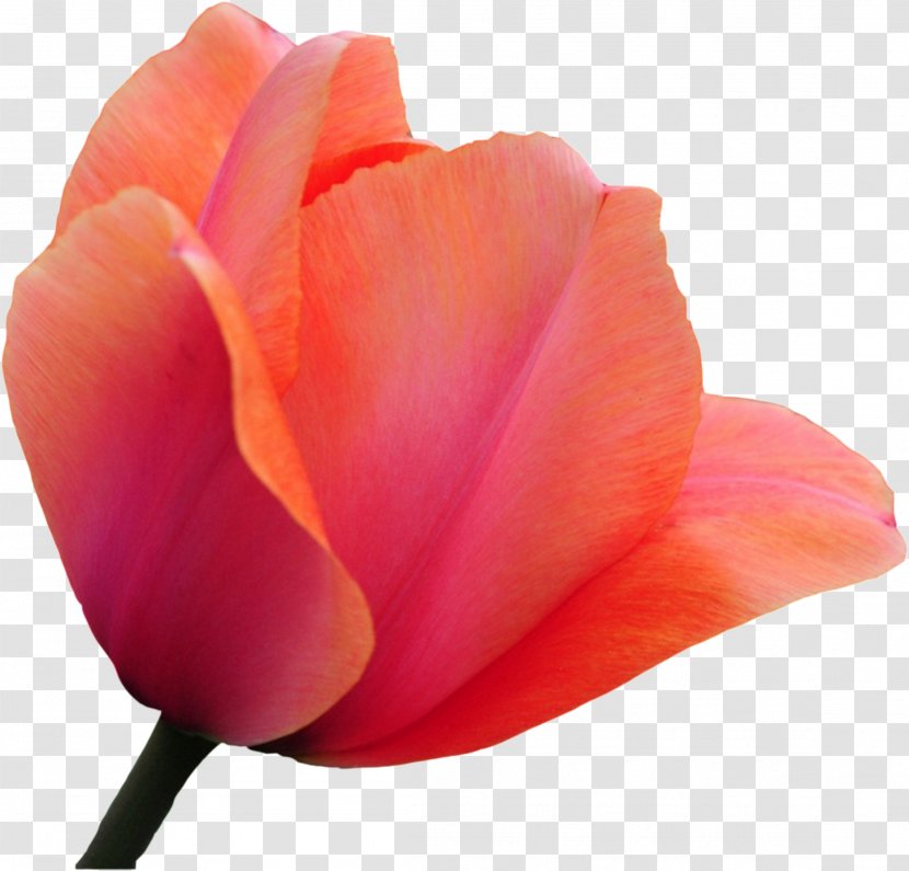 Tulip Cut Flowers Rose - Google Images - Tulips Transparent PNG