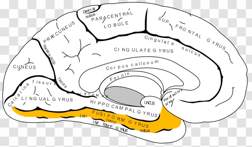 Anterior Cingulate Cortex Cerebral Prefrontal Brain - Cartoon - Tip Of Tongue Transparent PNG