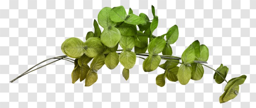 Autumn Leaf Drawing - Flower - Annual Plant Herb Transparent PNG