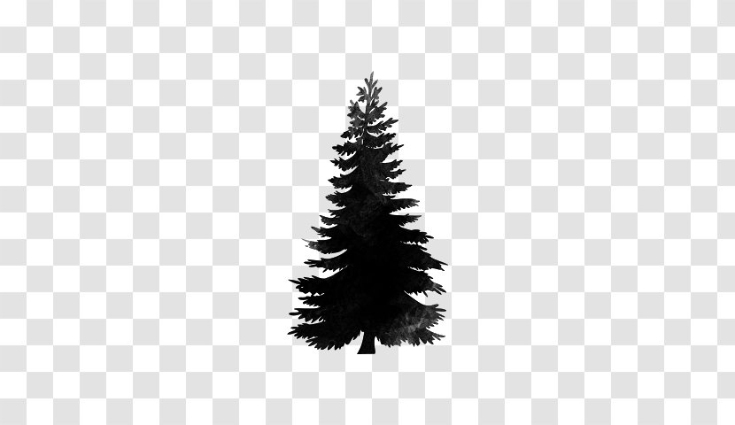 Spruce Christmas Tree Stone Pine Douglas Fir - Pigeons 12 0 1 Transparent PNG