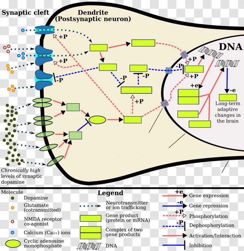 FOSB Gene Product Expression Neuron - Family - Brain Transparent PNG