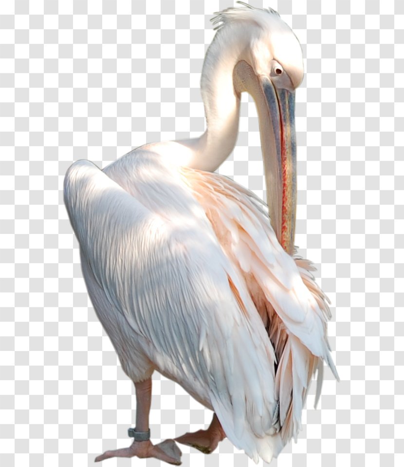 Pelican Beak Bird Neck Feather Transparent PNG