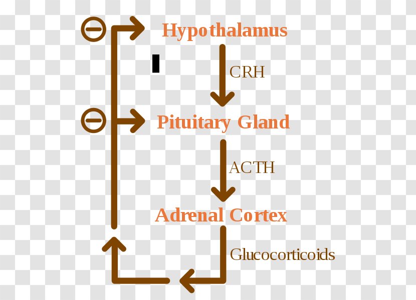Negative Feedback Glucocorticoid Adrenal Gland Cortex Endocrine System - Hormone Transparent PNG