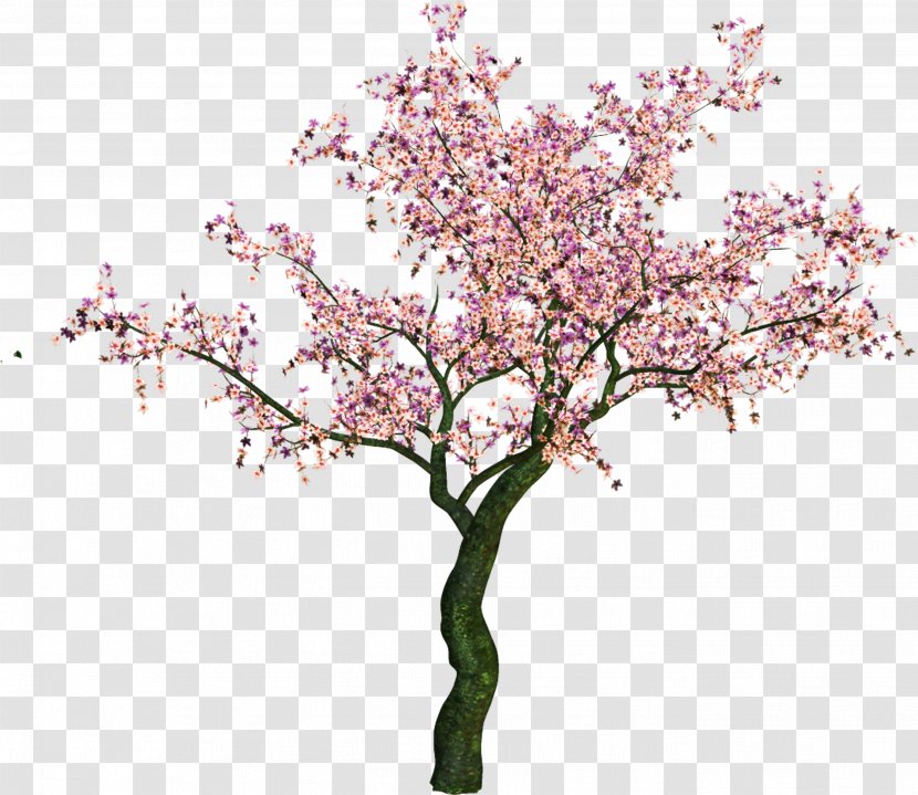 Information Download Clip Art - Plant - Cherry Blossom Transparent PNG