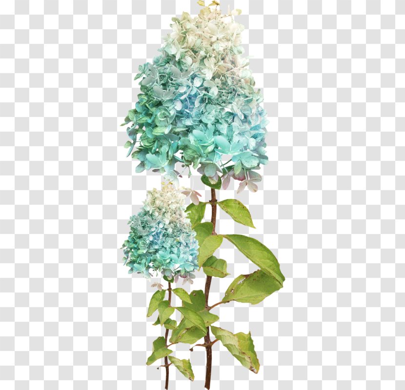 Hydrangea Flower Green - Strobilus Transparent PNG