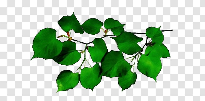 Oak Tree Leaf - Shrub - Ivy Family Flower Transparent PNG