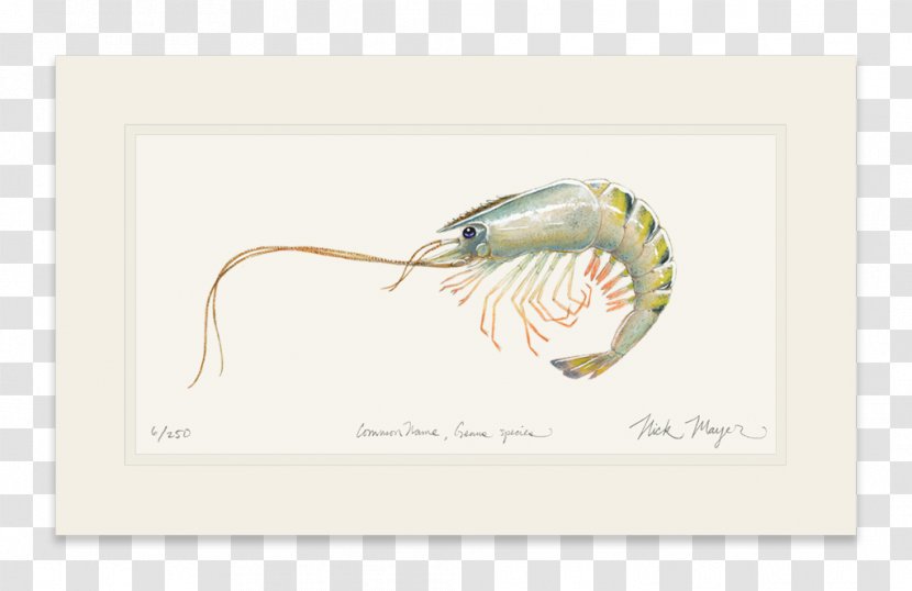 Watercolor Painting Portrait Nick Mayer Art, LLC - Bonefish Transparent PNG