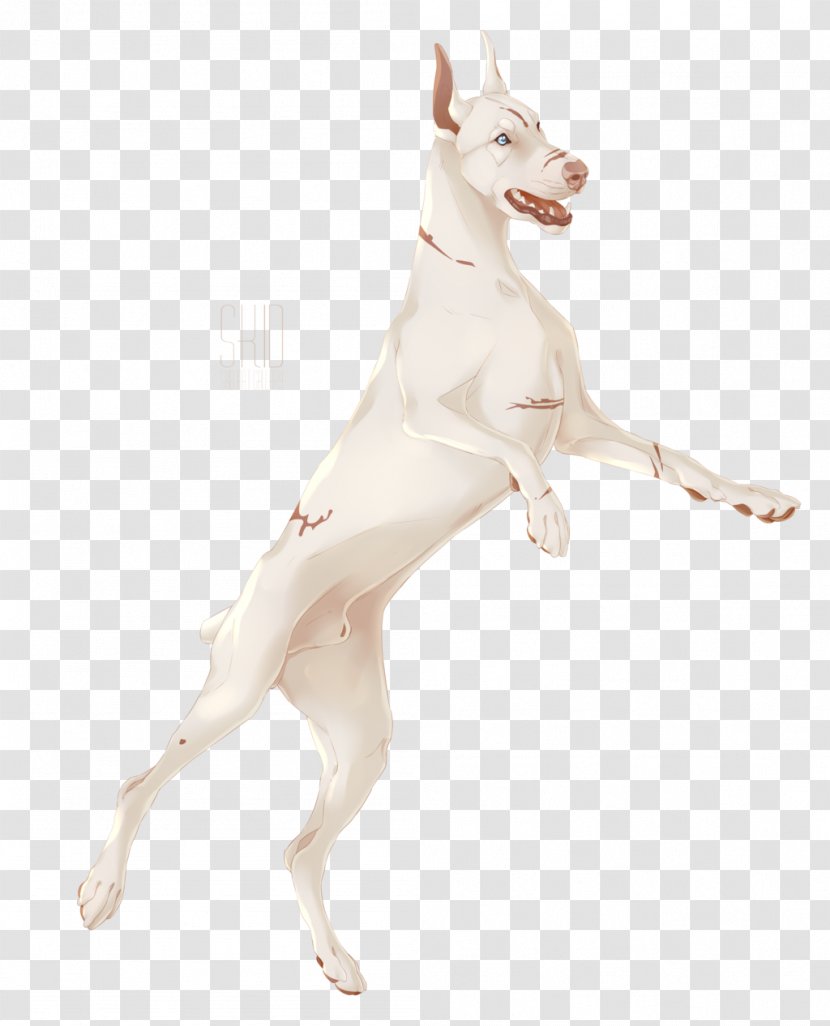 Ibizan Hound Italian Greyhound Dog Breed Carnivora - Carnivoran - Strawberry Milk Transparent PNG