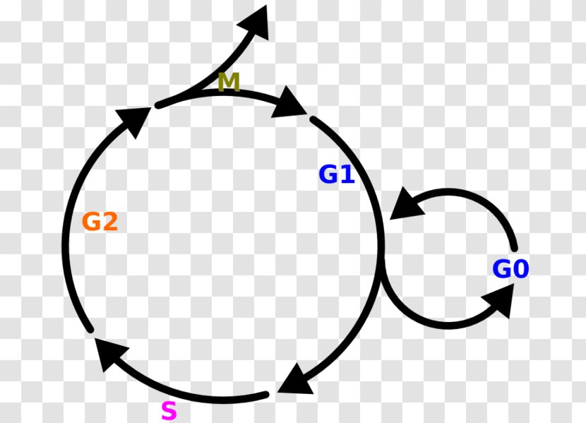 Organization - Area - Cycle Transparent PNG