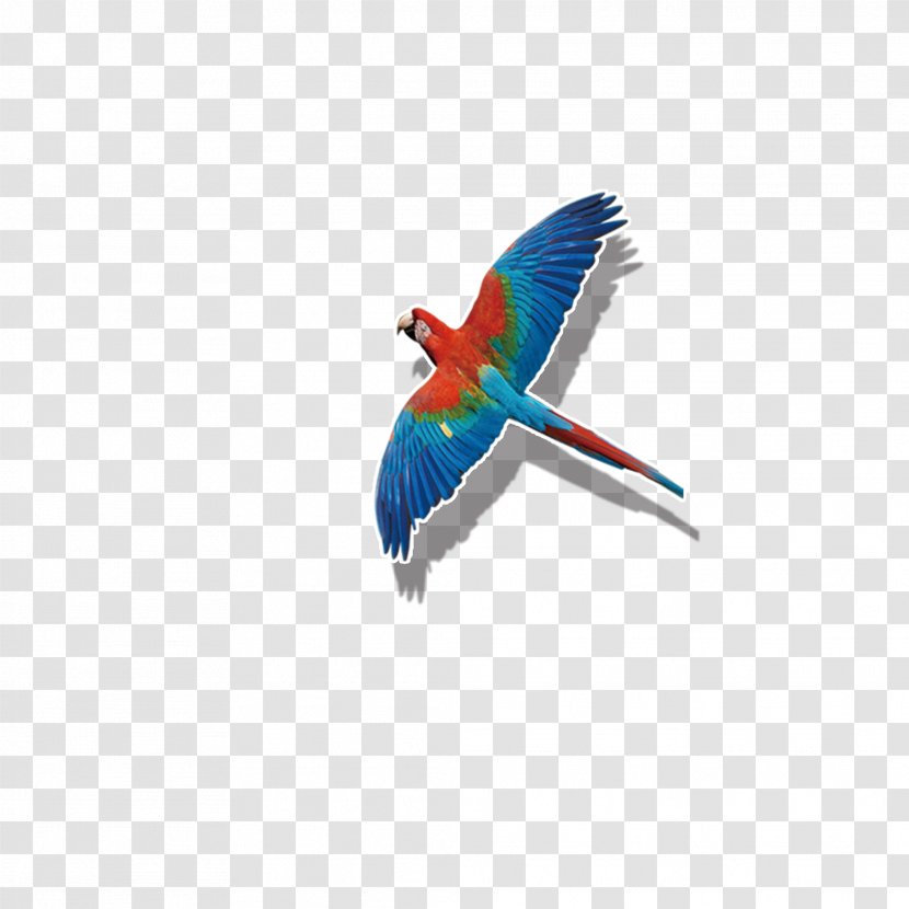 Parrot Bird Flight Macaw - Colored Flying Transparent PNG