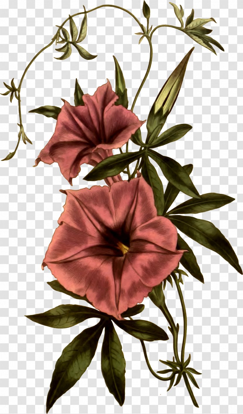 Morning Glory Botanical Illustration Common Morning-glory Art Botany - Canvas Print - Flower Transparent PNG