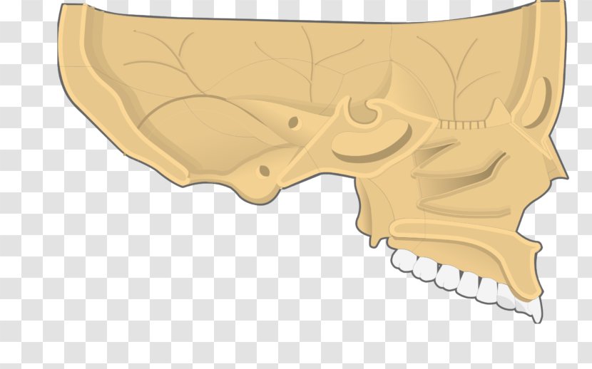 Nose Bone Inferior Nasal Concha Cavity - Frame Transparent PNG