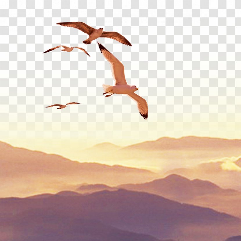 Panjin Plastic Business - Advertising - Huangshan Birds Transparent PNG