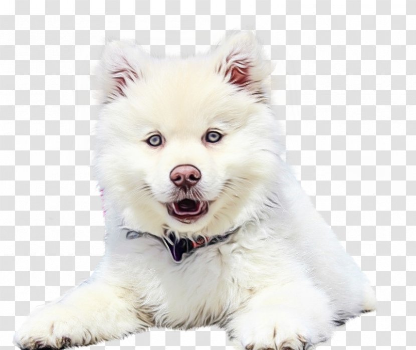 Pomeranian Background - Sakhalin Husky - Ancient Dog Breeds Fur Transparent PNG