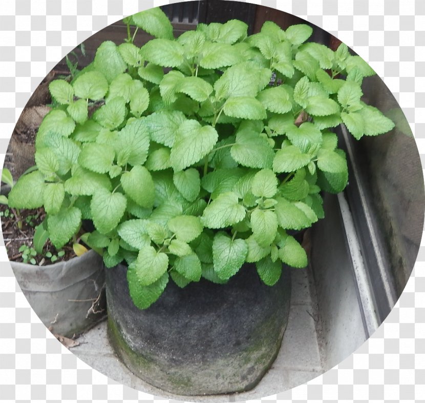 Herb Spring Greens Leaf Vegetable Annual Plant - Lemon Balm Transparent PNG