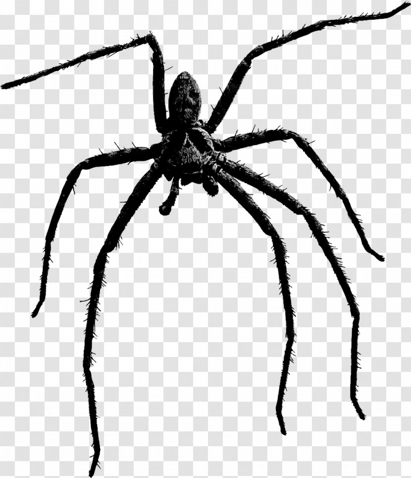 Spider Clip Art - Monochrome - Black Transparent PNG