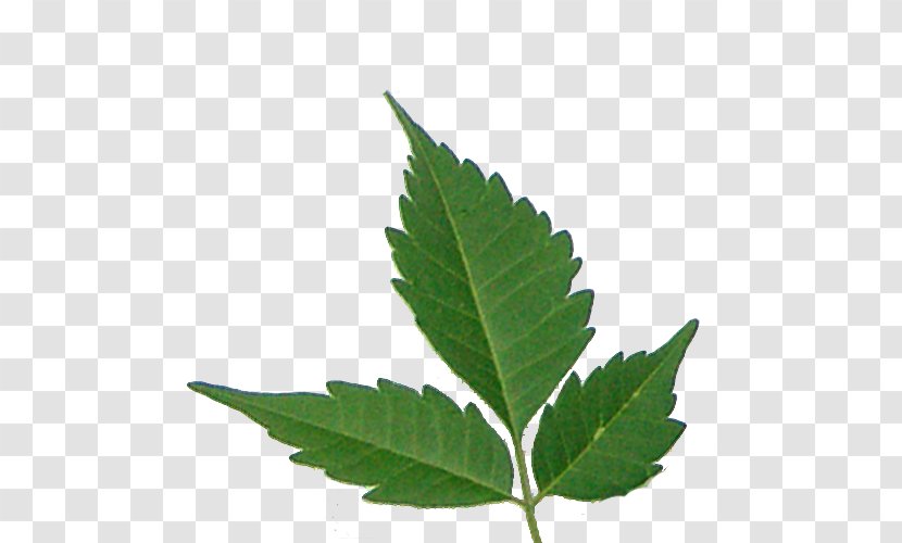 Centro Takiwasi Cannabis Sativa Hemp Cannabaceae - Backbone Transparent PNG