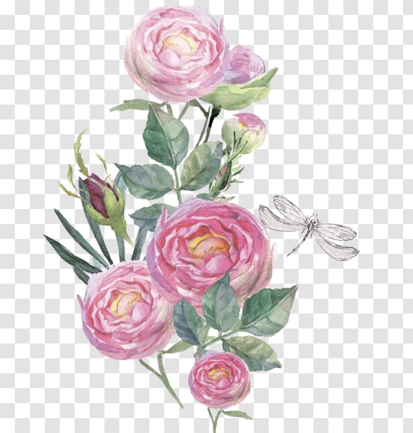 Watercolor Painting - Rose Family - Flower Transparent PNG