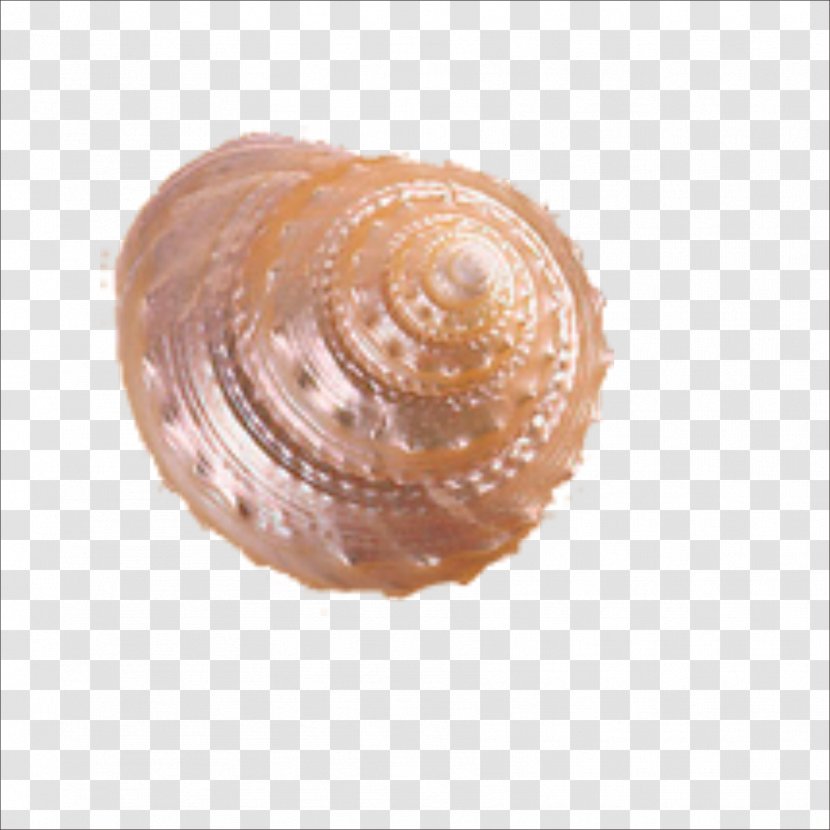 Cockle Seashell Helix Conch - Shellfish Transparent PNG