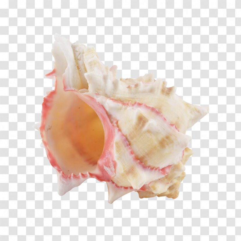 Murex Seashell Hexaplex Brassica Mollusc Shell - Beach Transparent PNG