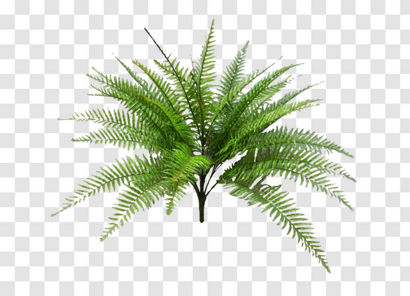 Babassu Palm Trees Oil Palms Plants Artificial Flower - Royaltyfree - Fern Transparent PNG