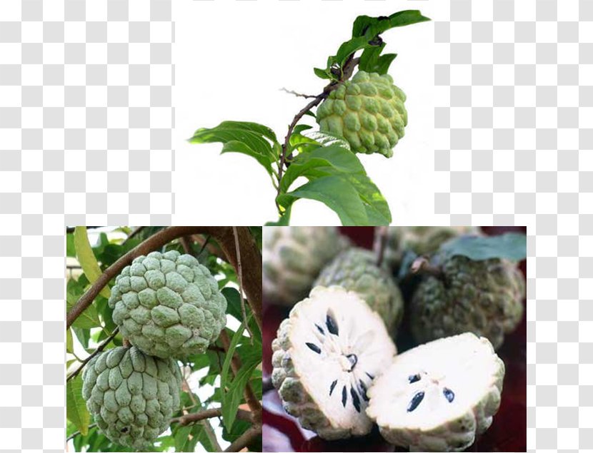 Sugar-apple Soursop Annona Squamosa Cherimoya Fruit - Custard Apple - Banana Transparent PNG