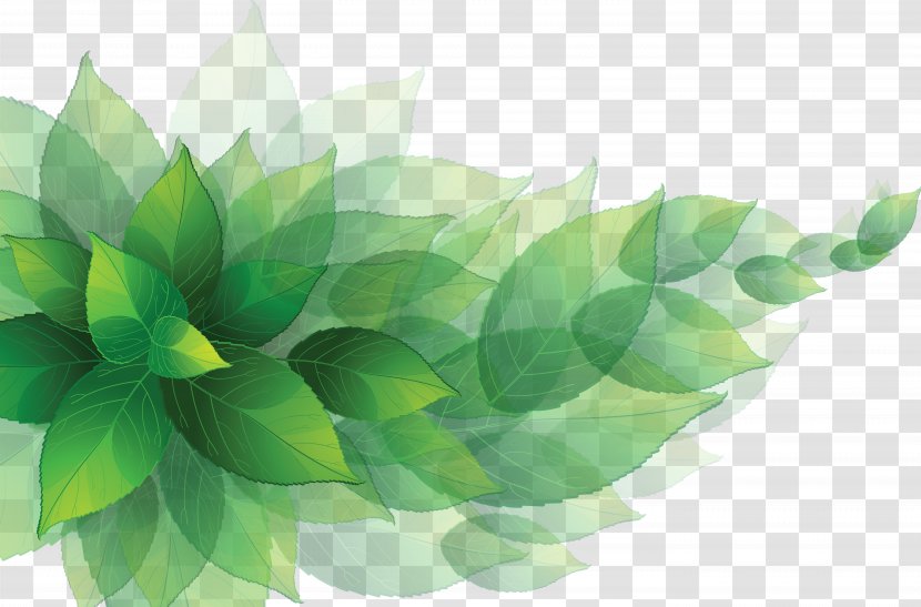 Leaf - Royaltyfree - Green Leaves Transparent PNG