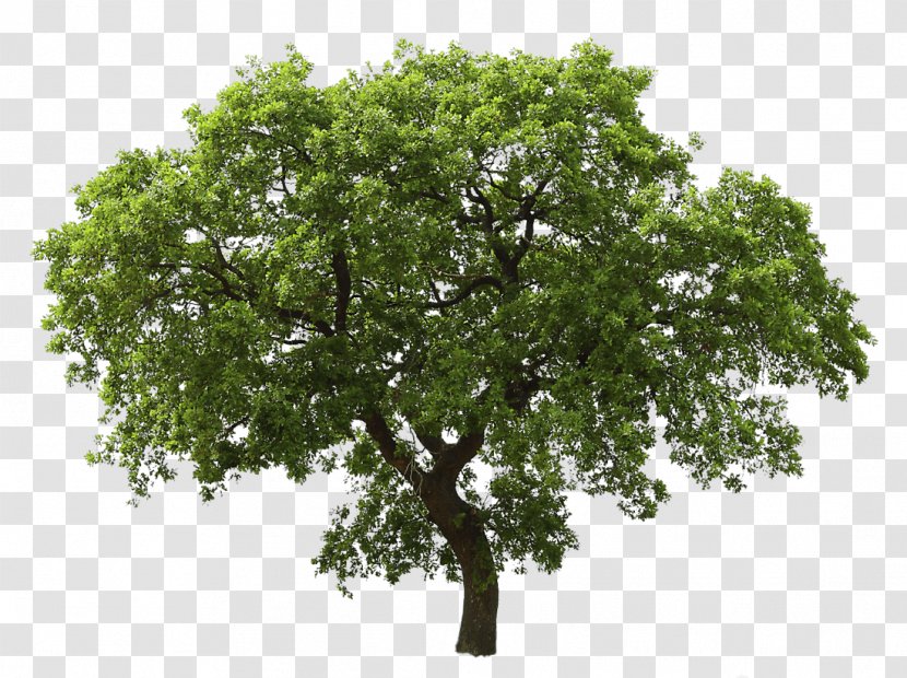 Tree Oak - Rendering - Image Transparent PNG