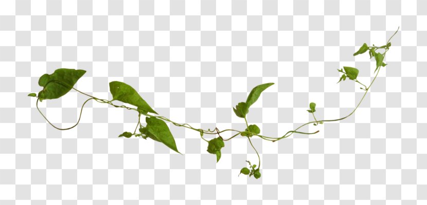 Twig Leaf Branch Plant Stem - Flowering Transparent PNG