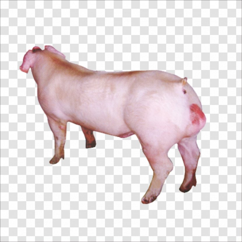 Duroc Pig Wilbur - Snout Transparent PNG