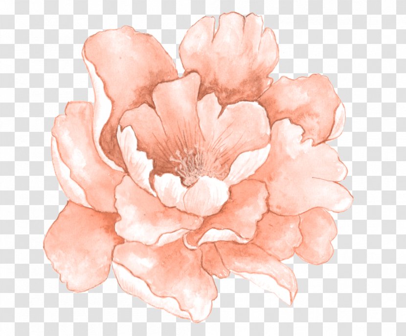 Watercolour Flowers Watercolor Painting Pink - Canvas Print Transparent PNG