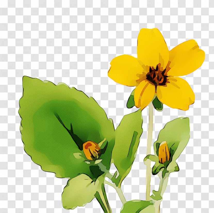 Insect Pollinator Petal Annual Plant Pot Marigold Transparent PNG