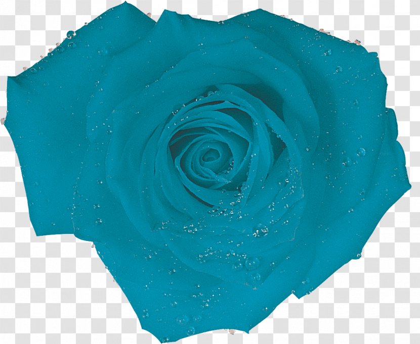 Blue Rose Turquoise Aqua - Order Transparent PNG