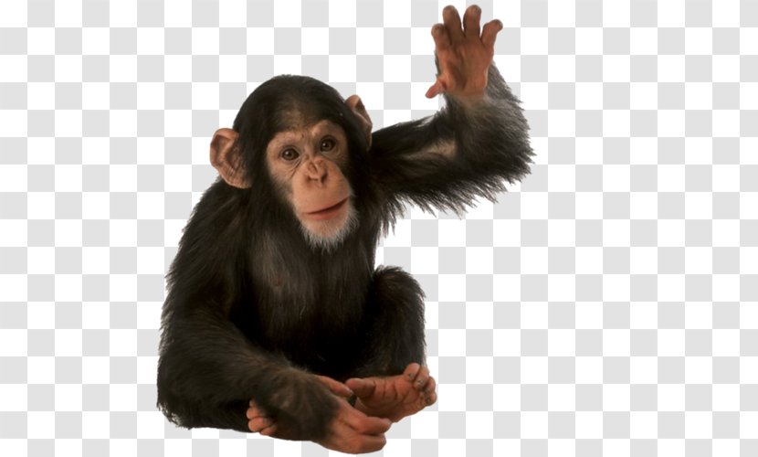 Orangutan Primate Monkey Common Chimpanzee Transparent PNG